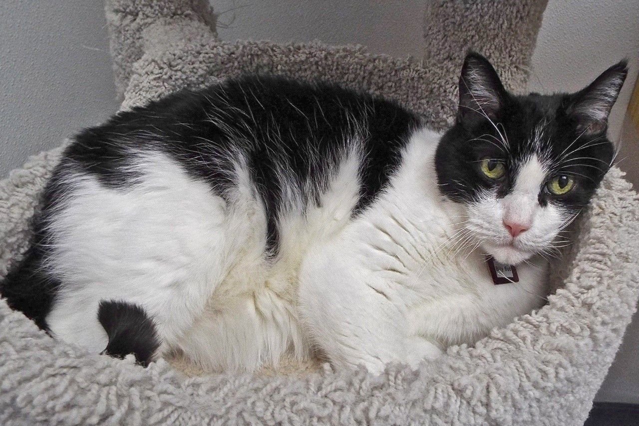 Adopt a friend: Billy Bob